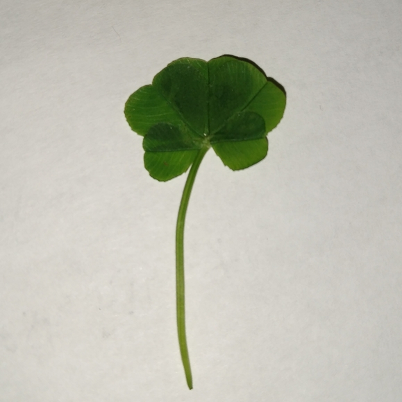 🍀 Real Wild Five 5 Leaf Clover Rare Luck REAL Found 4/26/23 in USA yard Lucky - Picture 11 of 17